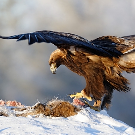 bird of prey