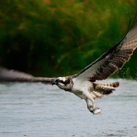 osprey fishing